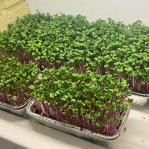 Microgreens