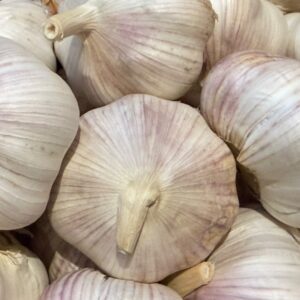 Garlic