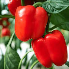 Red/Yellow Peppers